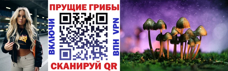 Псилоцибиновые грибы Cubensis  как найти   Тула 